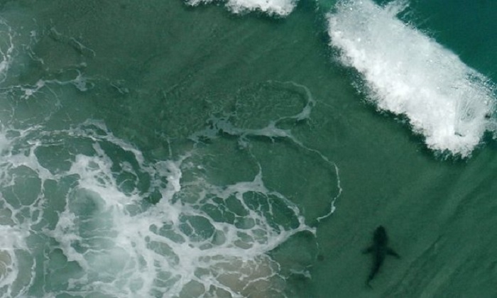 Three shark attacks in three hours at Florida beach 